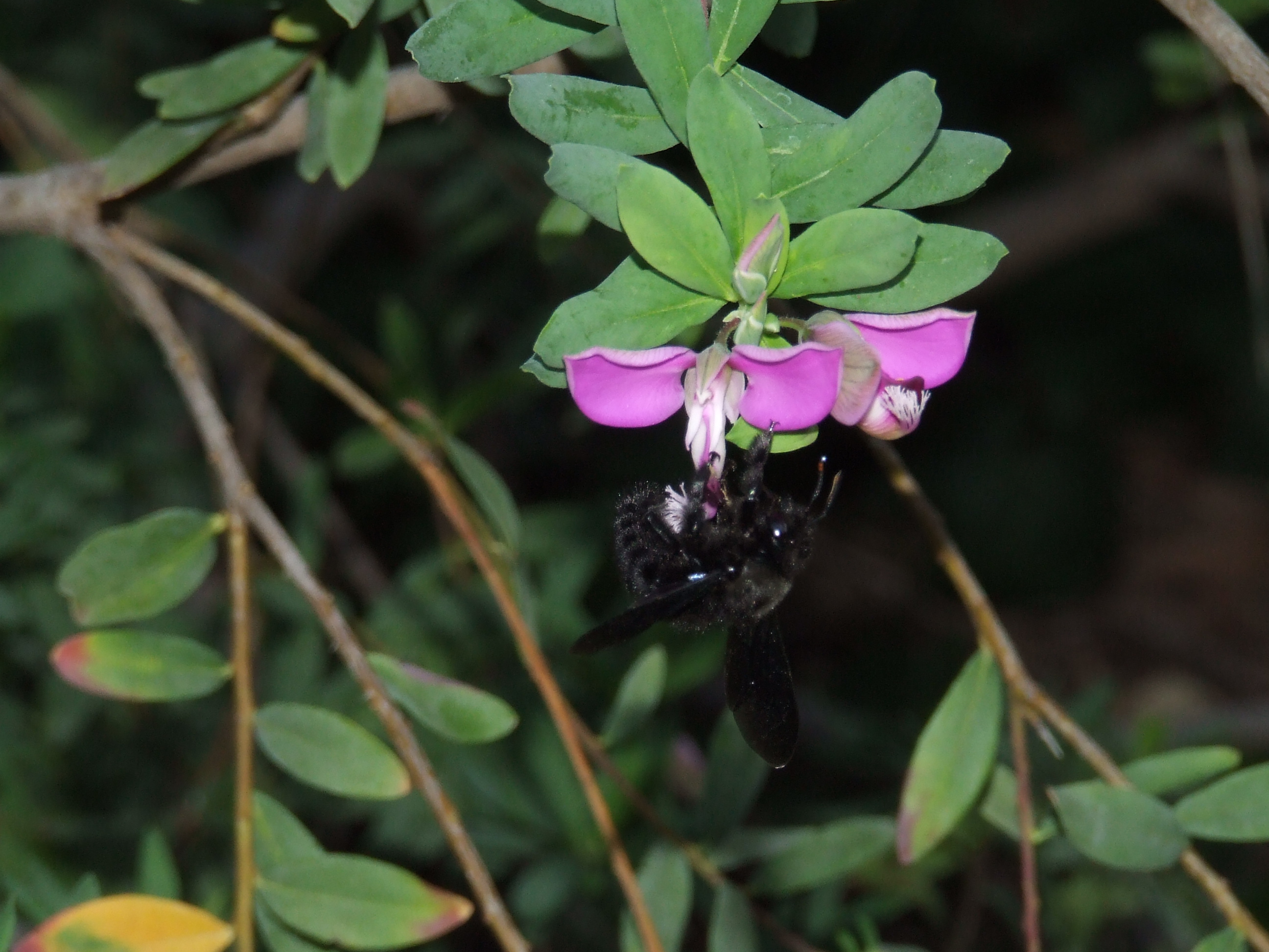 Xylocopa violacea en fabacea